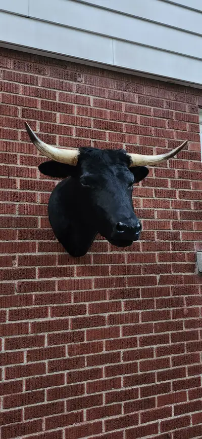Shoulder cow taxidermy.