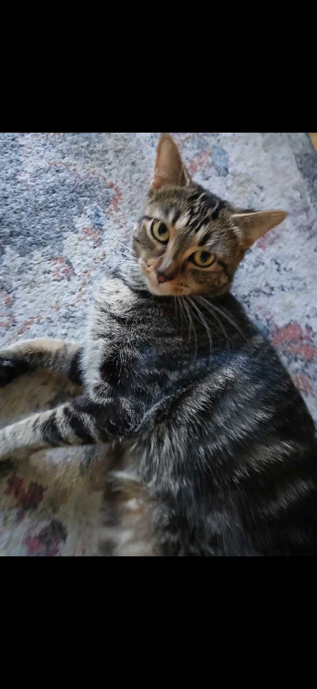 Hypoallergenic 3 yr old female cat in Cats & Kittens for Rehoming in City of Toronto - Image 2