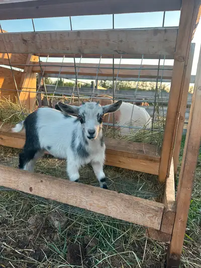 Nigerian Dwarf Doelings for Sale., View more