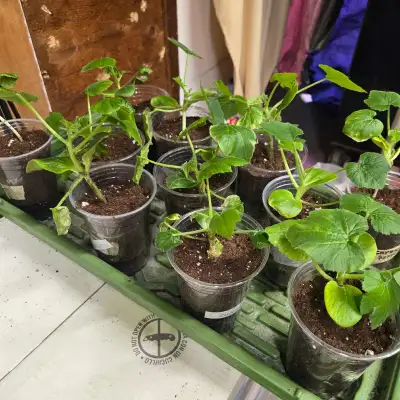 Tomato Plants, View more