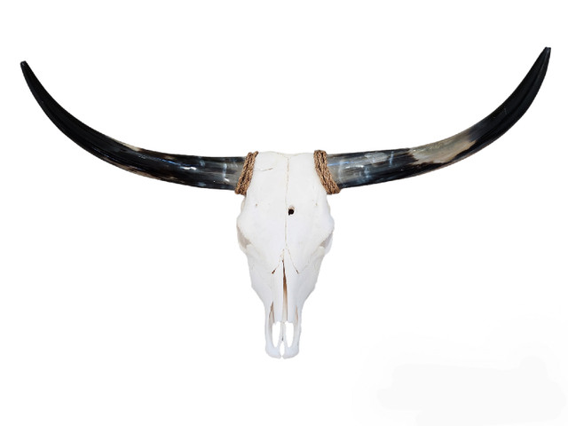 Real cow / bull skull and horns dans Décoration intérieure et accessoires  à Région d’Oshawa/Durham - Image 4