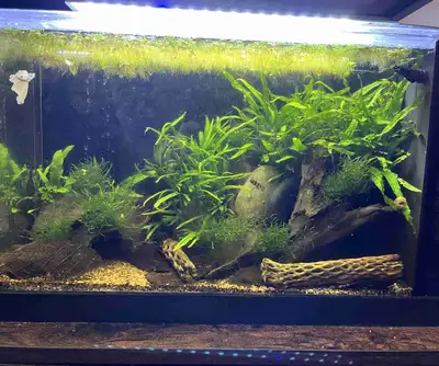 aquarium with Betta, Snails & shrimp, View more