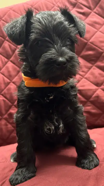 MINIATURE SCHNAUZER PUPPIES READY FOR LOVING HOMES, View more