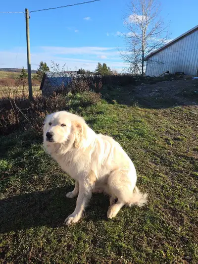 Great Pyrenees , View more