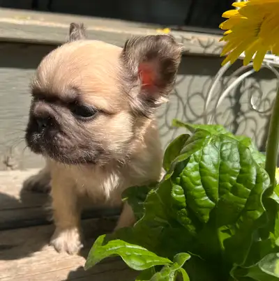 Pet Price $2500- $3500 DO NOT REPLY ARE THESE STILL AVAILABLE. If up they are! Each pup is individua...