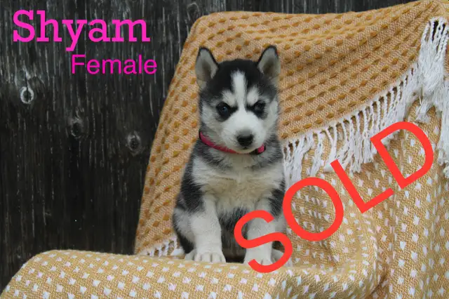 Siberian Husky Puppies! in Dogs & Puppies for Rehoming in Thunder Bay - Image 10