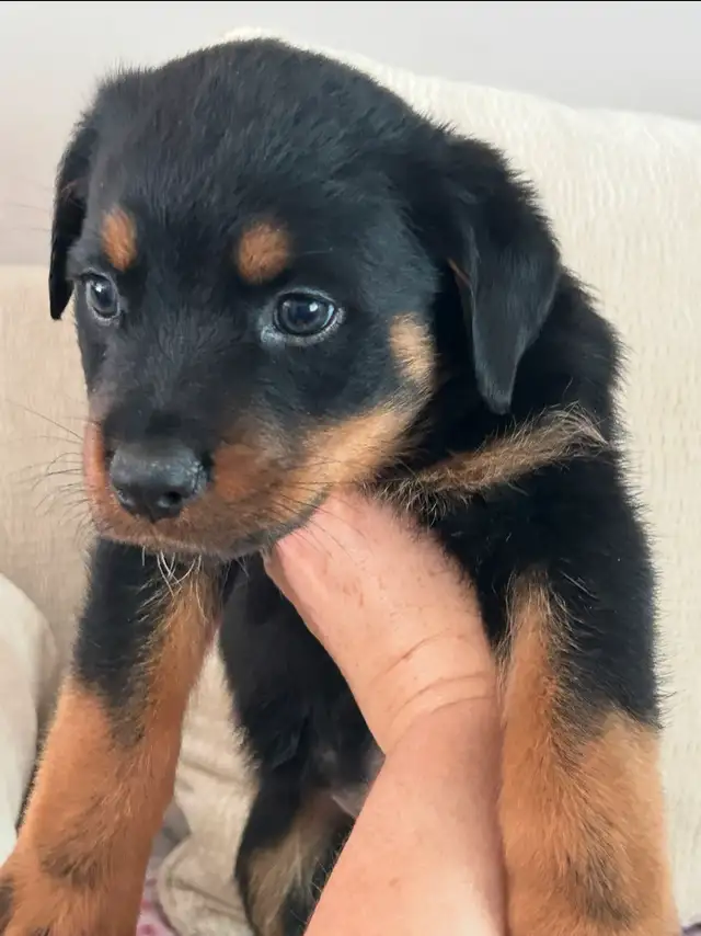 Rottweiler Puppies 2F 2M in Dogs & Puppies for Rehoming in Oakville / Halton Region - Image 10