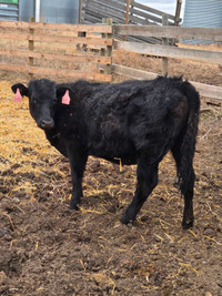 Black yearling heifer