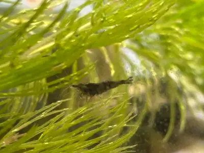 Black Rose & Black Chocolate Neocardina Shrimp, View more