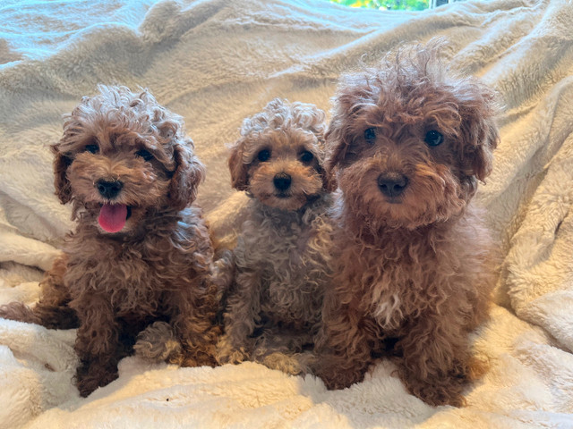 Maltipoo in Dogs & Puppies for Rehoming in Markham / York Region - Image 4