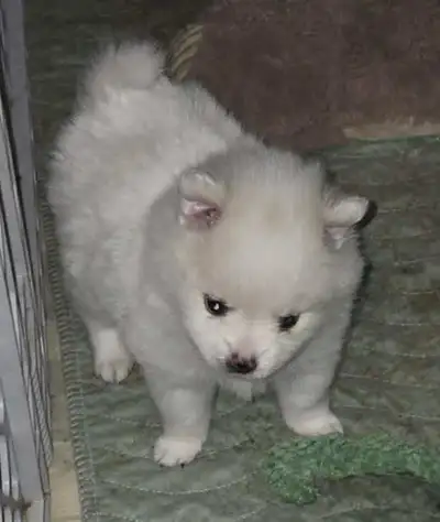 3 POMERAINAN PUPS 2 BOYS 1 GIRL, View more
