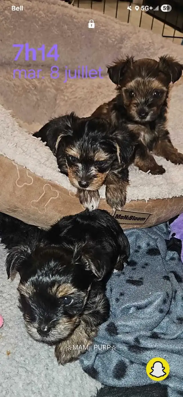 3 yorkshire male a vendre in Dogs & Puppies for Rehoming in Longueuil / South Shore - Image 3