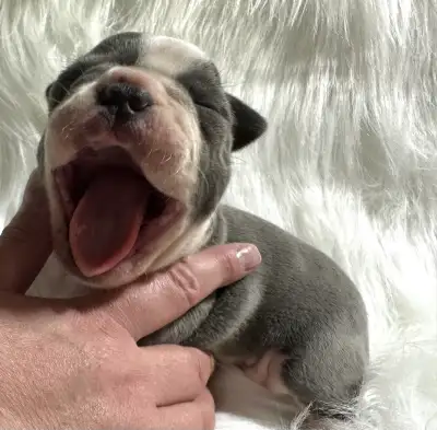 Frenchton Puppies – 8 Weeks Old & Looking for Their Forever Homes! These adorable pups have been rai...