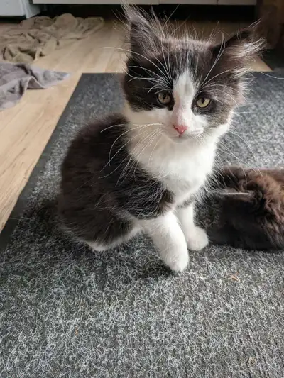 Kittens for sale, View more