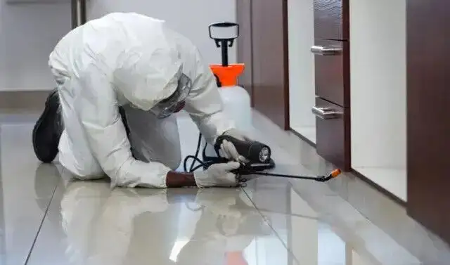 Pest control, Raccoon, Roaches, Pest control, bed bug 289301863162863723873153121