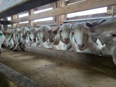 Premium Savannah Breeding Stock (Goat Doelings) For Sale, View more