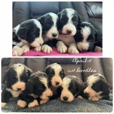 Berne Doodle Puppies, View more