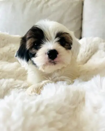 I have 8 beautiful puppies ready to find their forever homes! These sweet little guys are pee pad tr...