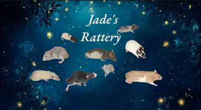 Sweet Baby Rats !, View more