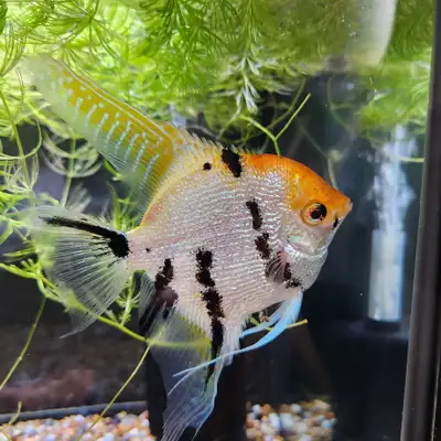 4 Large Fully Grown Angels available! Read info please, View more
