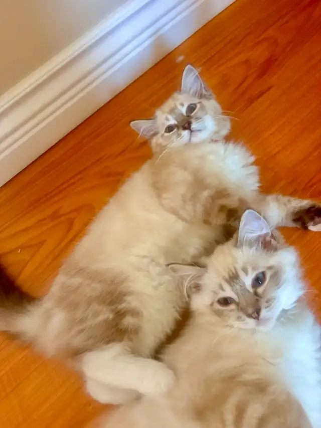 TICA Registered Ragdolls Available for Visiting in Cats & Kittens for Rehoming in Burnaby/New Westminster - Image 3