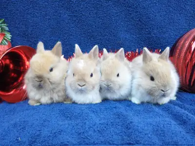Bebes lapins nains neerlandais, tete de lion, belier, mini rex, View more
