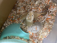 FreeGerbils, all 3 are females 4, month 
