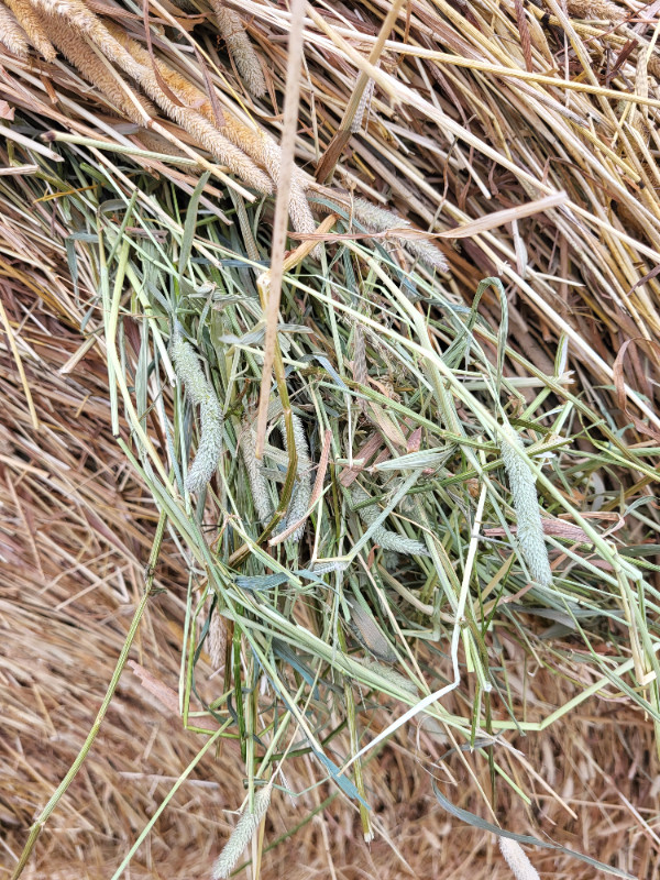 Hay for Sale in Livestock in Sudbury - Image 2