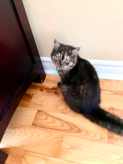 Beautiful purebred British shorthair female. Vaccinated and dewormed. Health certificate is availabl...