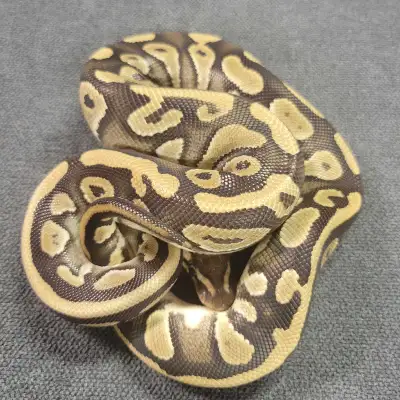 Female Phantom DH Clown Pied ball python Eating ft rats Friendly and easy to handle Snake only Local...