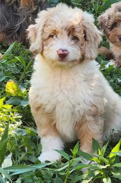 F1b Aussiedoodle wait list available, View more