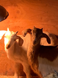 Boer kid goats - price for 2 