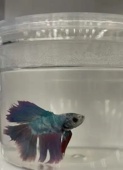 Betta Fish, View more