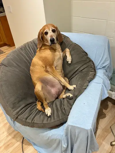 I am Vanessa fox and I am looking for a pet friendly rental in Fort st James Willing to pay up to 17...