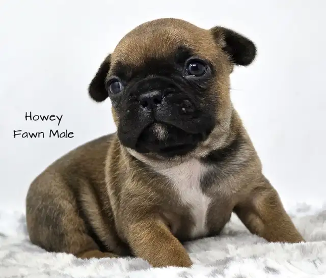 Frenchton Puppies in Dogs & Puppies for Rehoming in Edmonton - Image 8