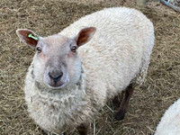 Young Sheep  for sale