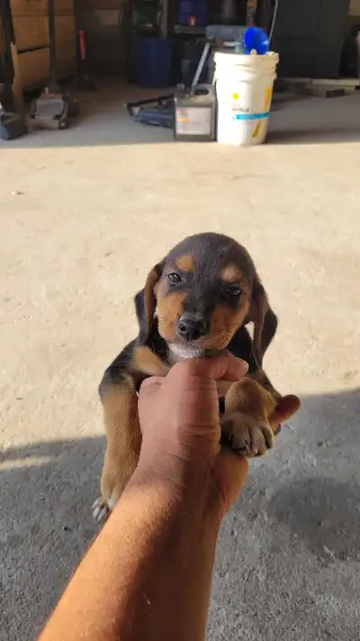 Beagle puppies for sale , View more