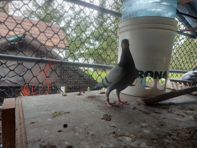 Pigeon voyageur (jeunes) dans Autre  à Longueuil/Rive Sud - Image 4