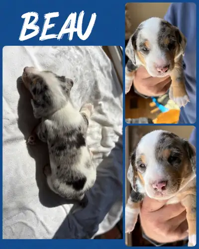 Mini daschound puppies, View more