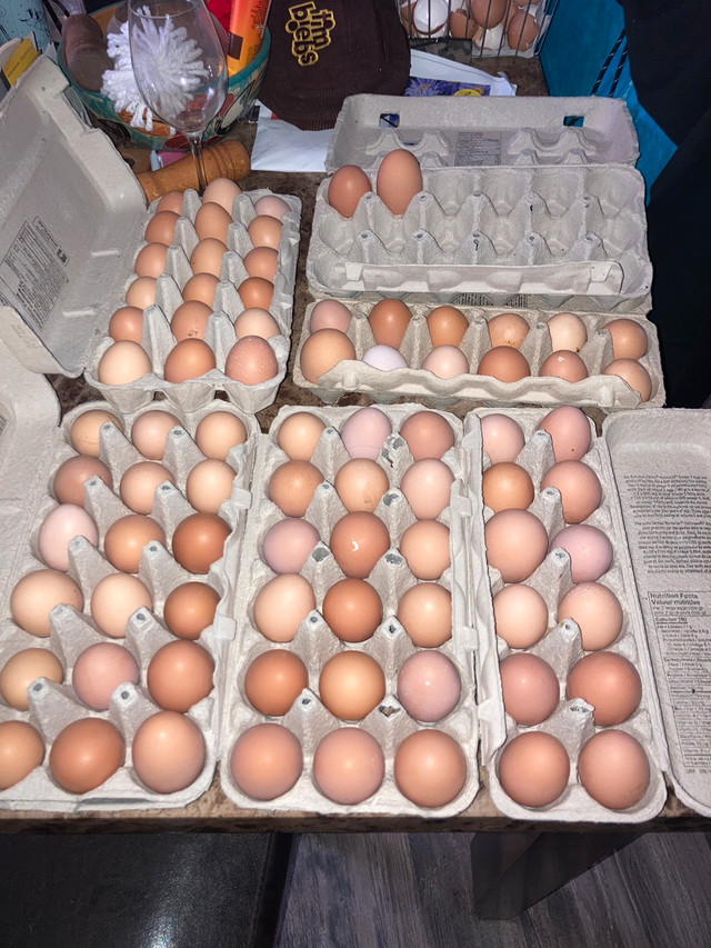 Fresh organic eggs in Other in Trenton