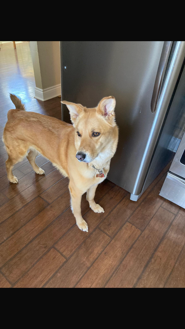 German Shepherd / Lab Mix Beautiful Dog re-homing in Dogs & Puppies for Rehoming in Markham / York Region - Image 4