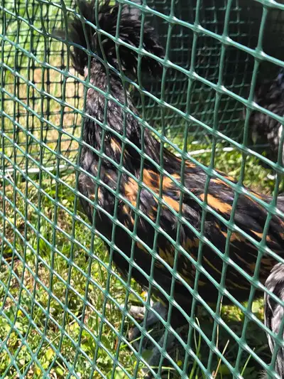 free roosters , View more