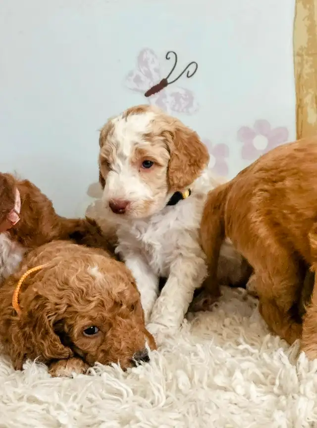 Gorgeous Goldendoodle Puppies! in Dogs & Puppies for Rehoming in Edmonton - Image 7
