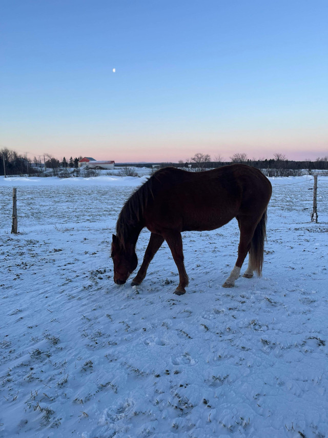 Super beau quater horse dans Chevaux et poneys à adopter  à Ville de Québec - Image 4