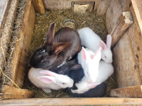 Baby Rabbits, Bunnies 