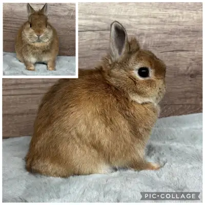 Purebred Netherland Dwarf Rabbit, View more
