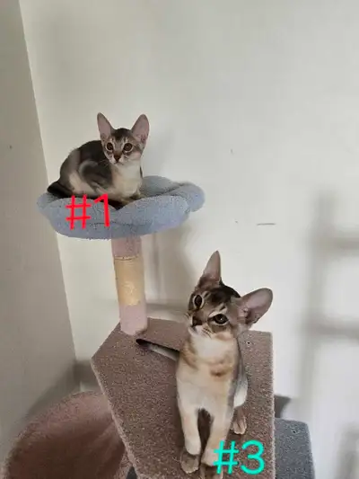 Abyssinian kittens, View more
