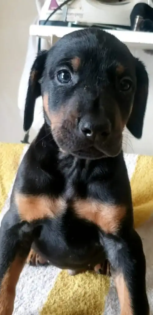 PLEASE READ ENTIRE AD BEFORE CONTACTING US, We have 1 BROWN and rust male. Available, and 1 black an...