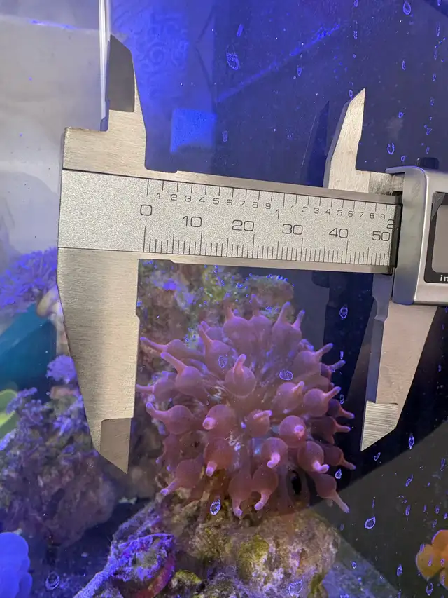 Red rose rainbow bubbletip anemone coral reef healthy in Fish for Rehoming in Markham / York Region - Image 9