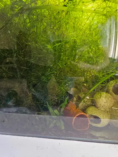 Free Guppy Grass and some other floating plants, Voir plus